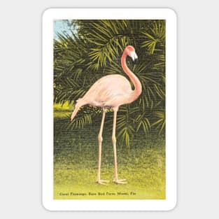 Coral flamingo, Miami postcard Sticker